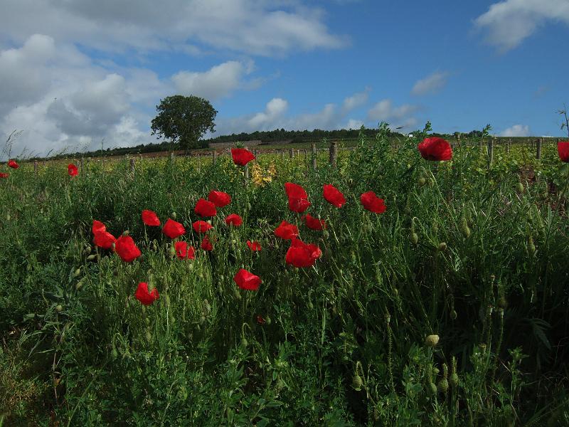 2010-05- (35).JPG